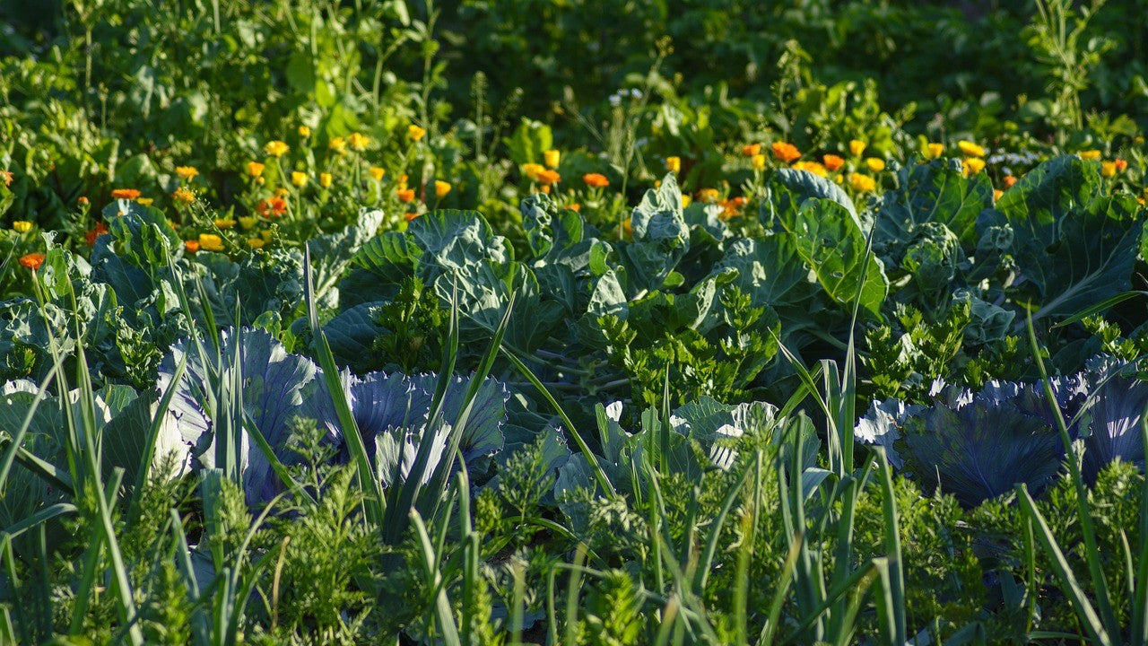Garden Care