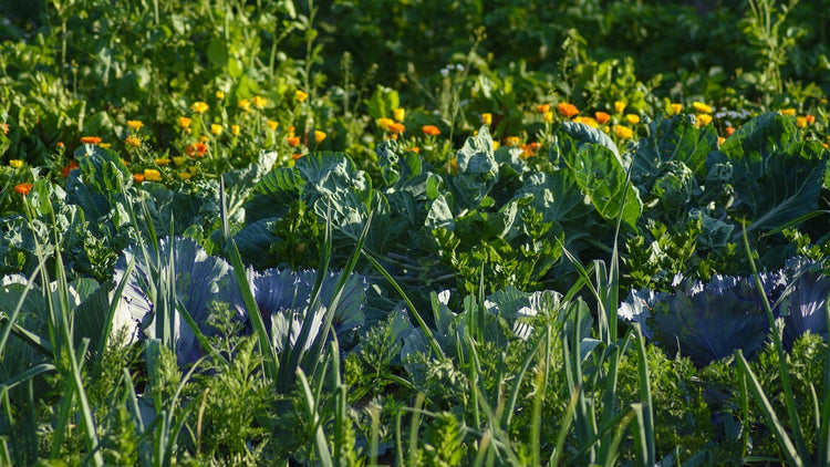 Garden Care