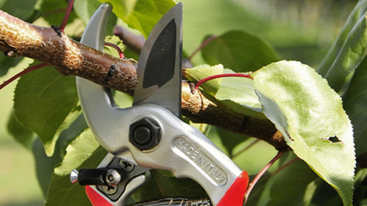 Pruning