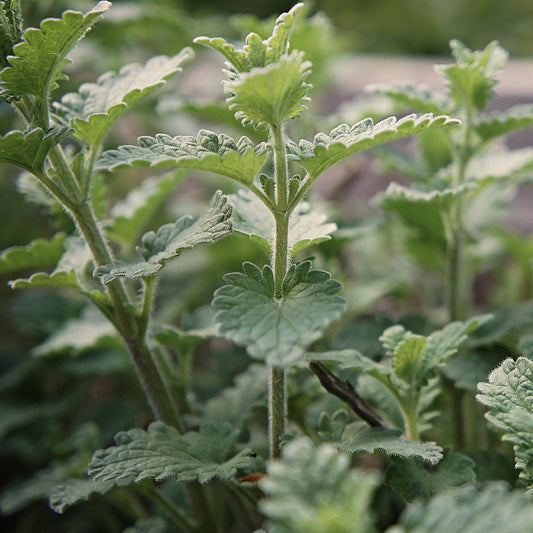 Herbal Tea - Catnip - 40g