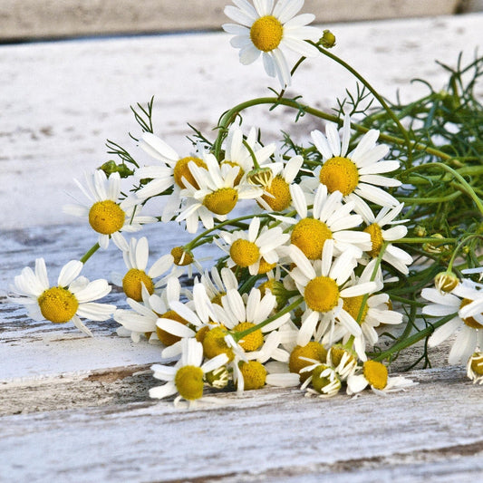 Herbal Tea - Chamomile - 40g