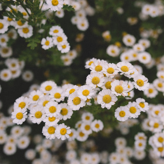 Herbal Tea - Feverfew - 40g