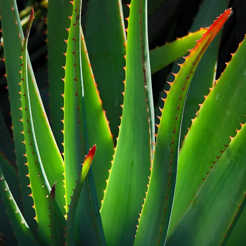 Raw Organic Aloe Vera Gel
