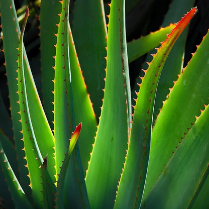 Raw Organic Aloe Vera Gel