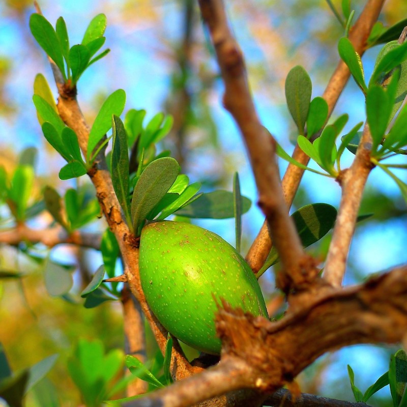 Raw Organic Argan Oil