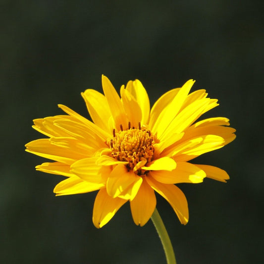 Raw Organic Arnica Oil