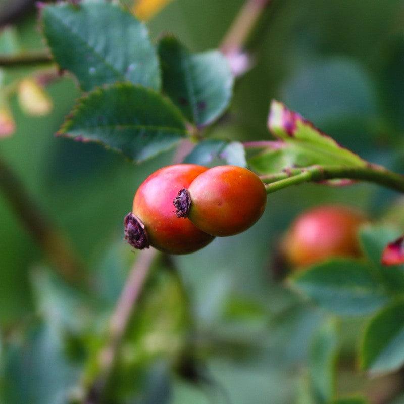 Raw Organic Rosehip Oil