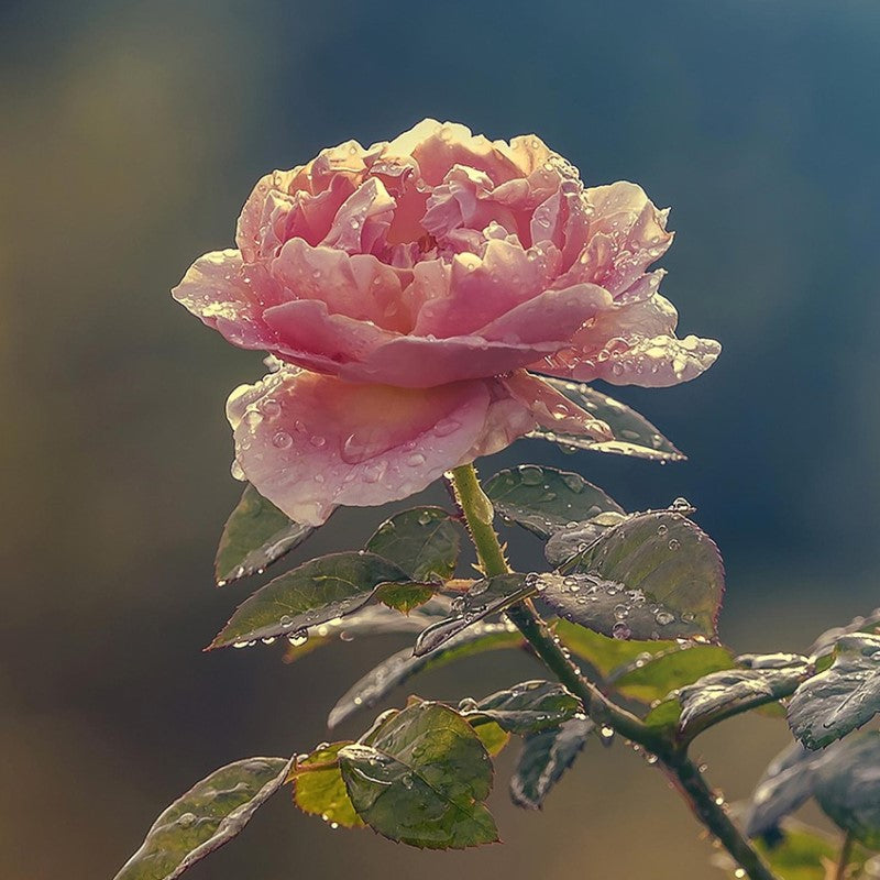 Raw Organic Rose Water