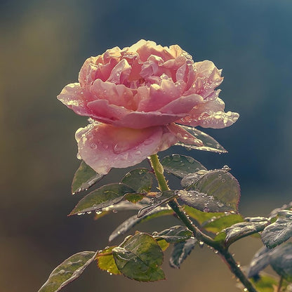 Raw Organic Rose Water