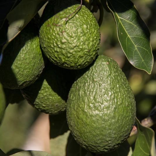Raw Organic Avocado Oil