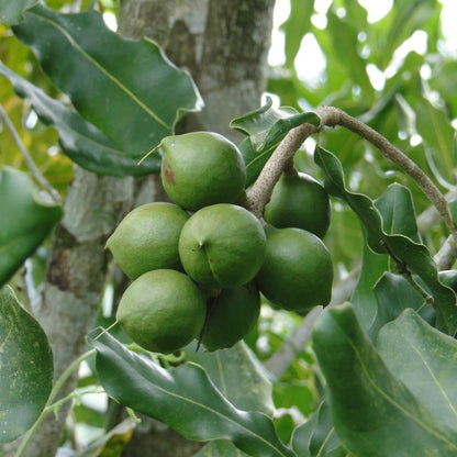 Raw Organic Macadamia Oil