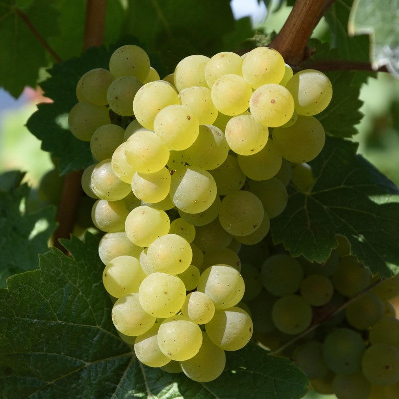 Raw Organic White Wine Vinegar