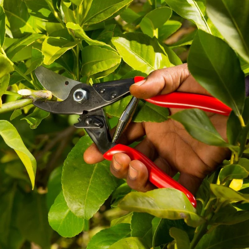 Felco 5 - Basic Bypass Pruner