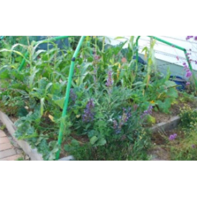 Standard Garden Frame