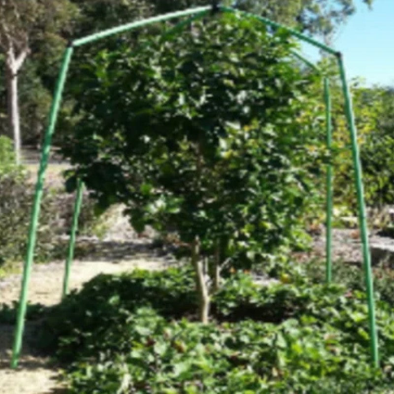 Tree Frame - 2.5m Tall