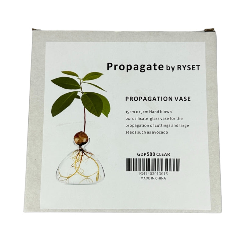 Avocado Seed Starter Vase - Clear