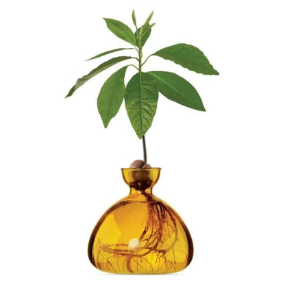 Avocado Seed Starter Vase - Amber