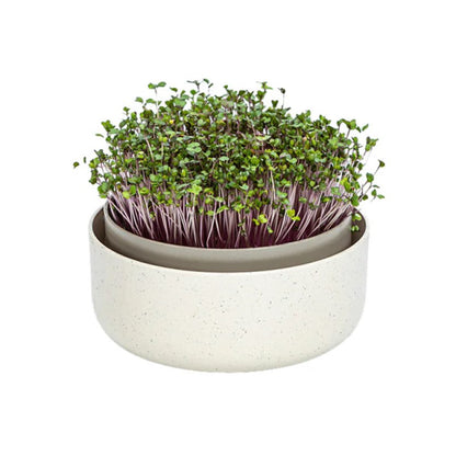 Microgreens Kit