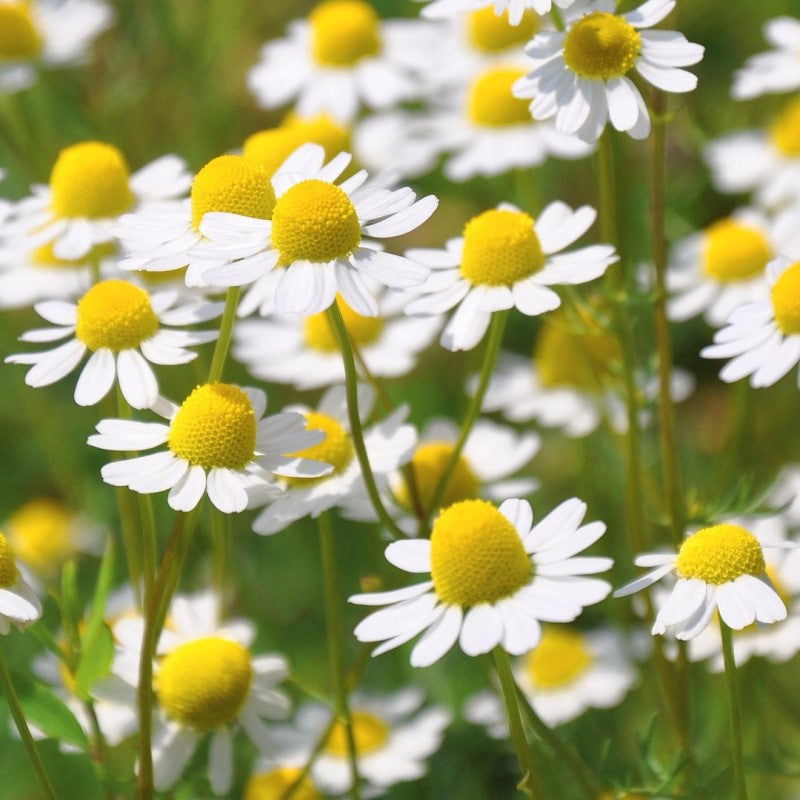 Herbal Tea - Chamomile - 40g