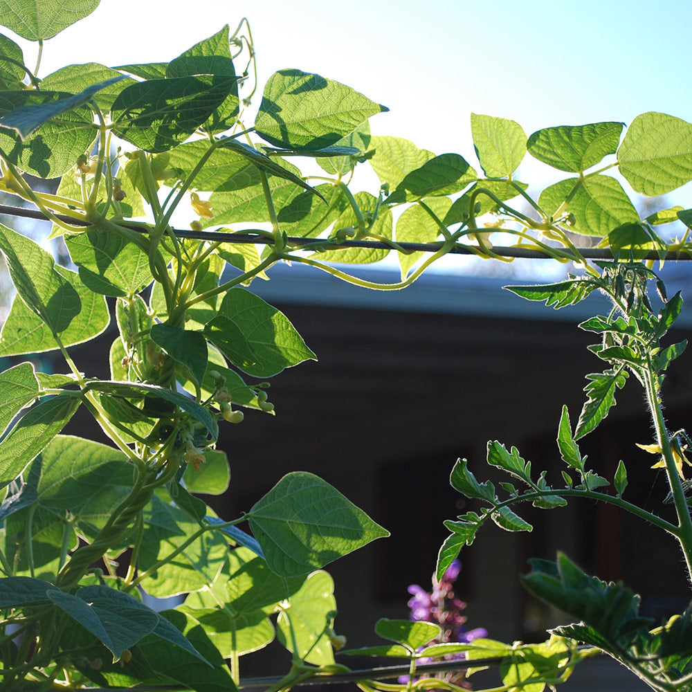 Mighty Garden Bed Frame