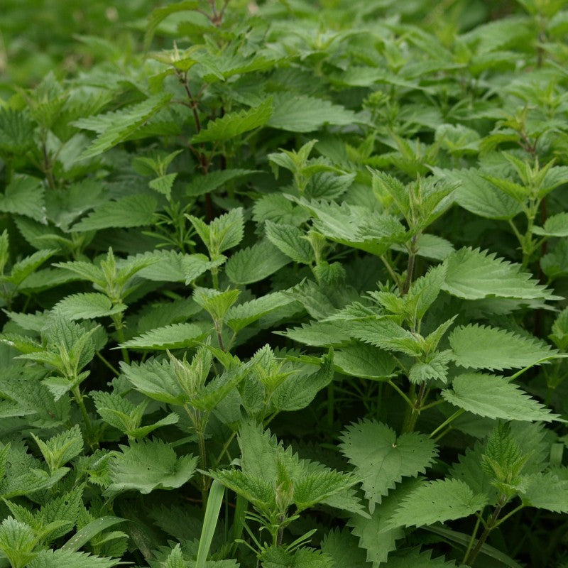 Herbal Tea - Nettle - 50g