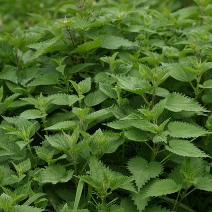 Herbal Tea - Nettle - 50g