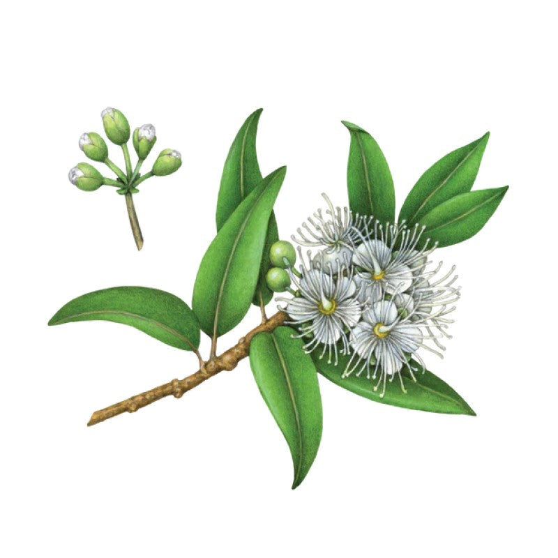 Lemon Myrtle