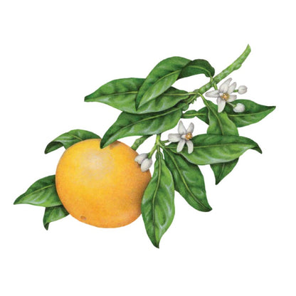 Room Spray - Pink Grapefruit & Peppermint - 250ml