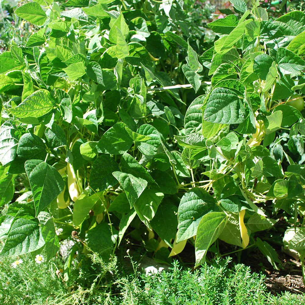 Standard Garden Frame
