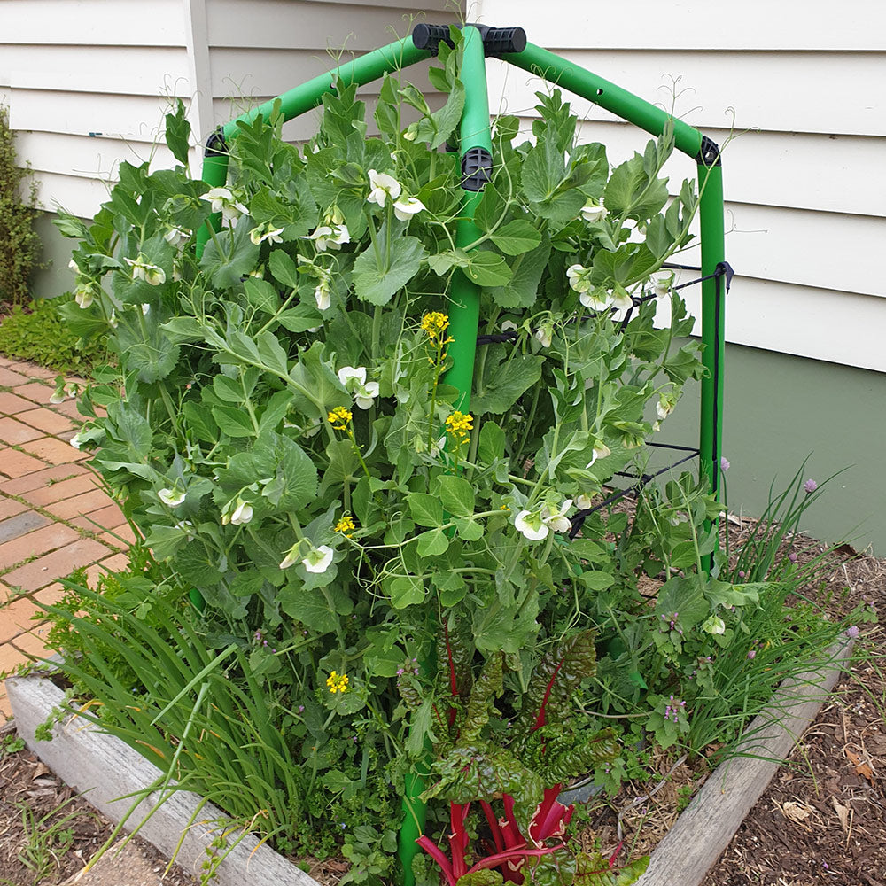 Starter Garden Frame