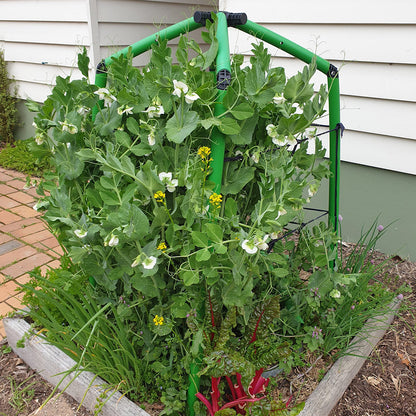 Starter Garden Frame
