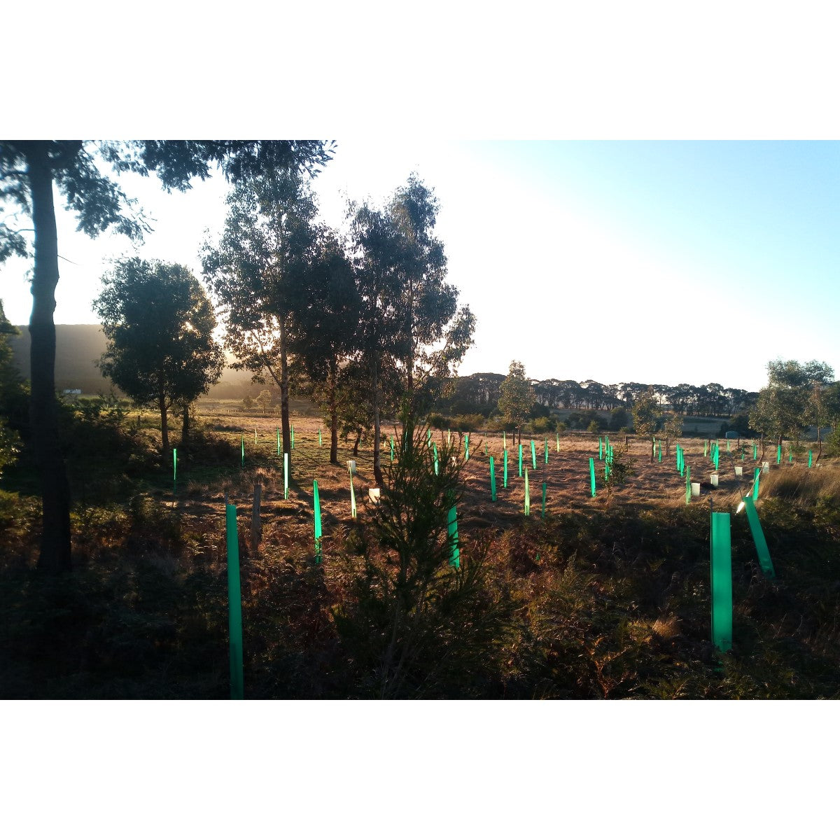 2024 Tree Planting Campaign