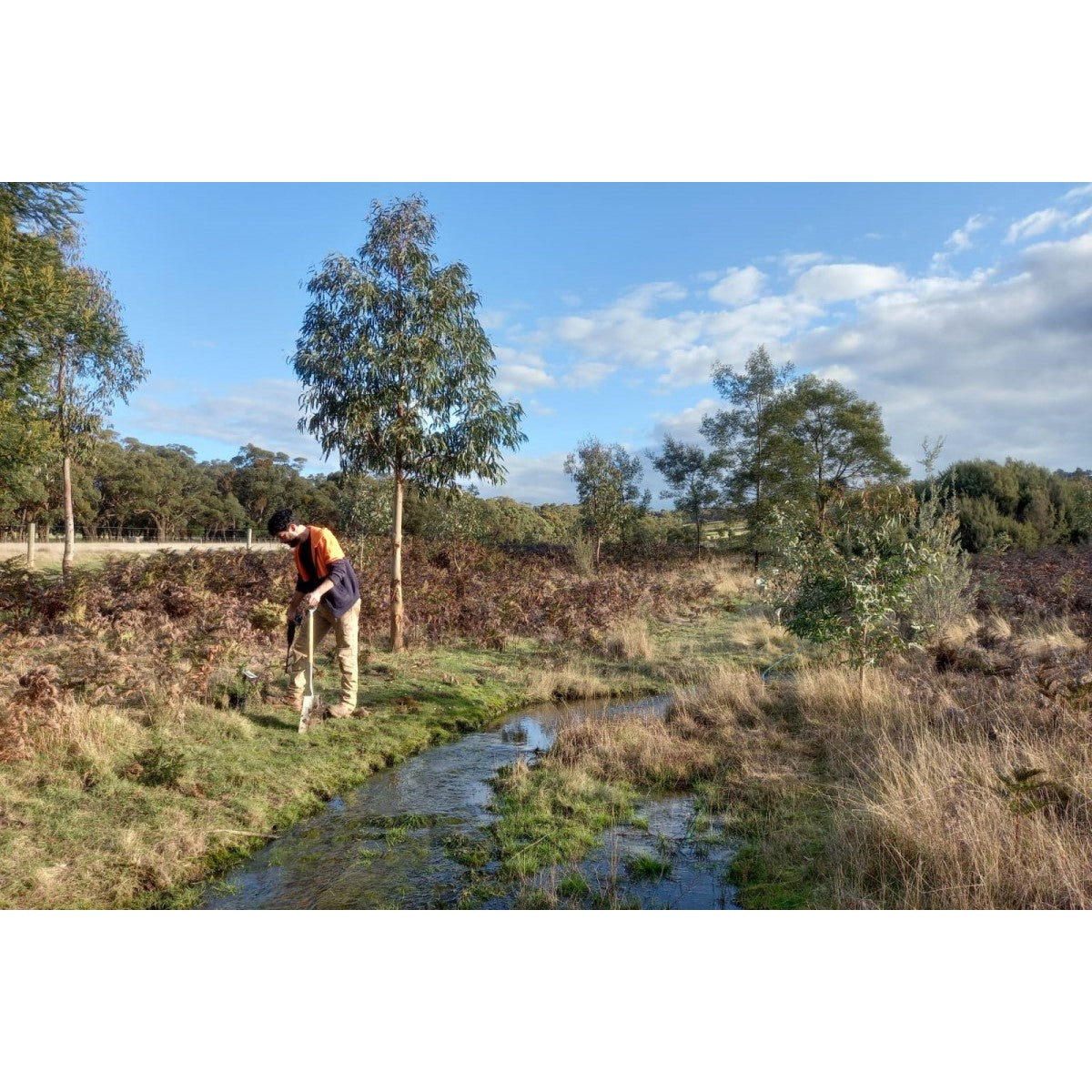 2024 Tree Planting Campaign