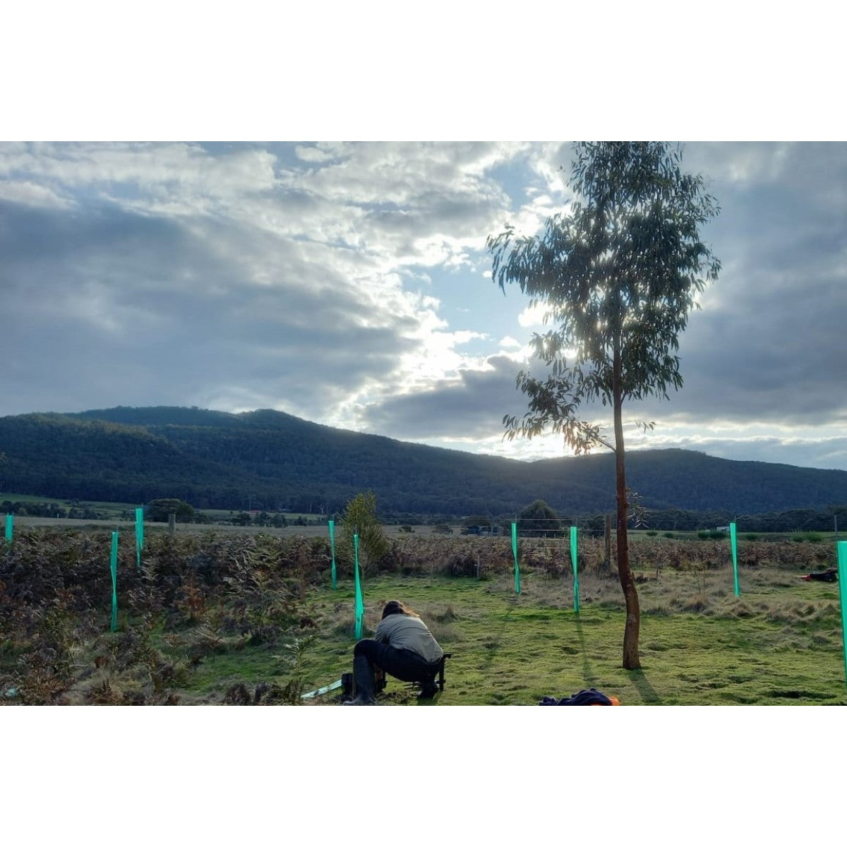 2024 Tree Planting Campaign