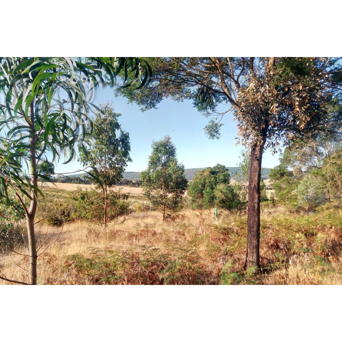 2024 Tree Planting Campaign