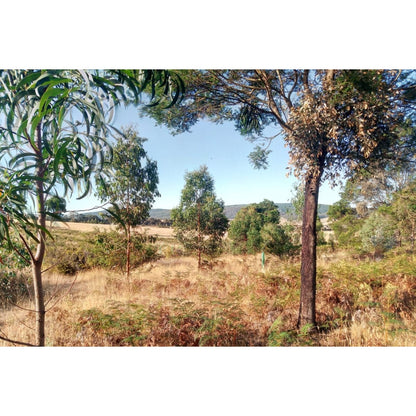 2024 Tree Planting Campaign