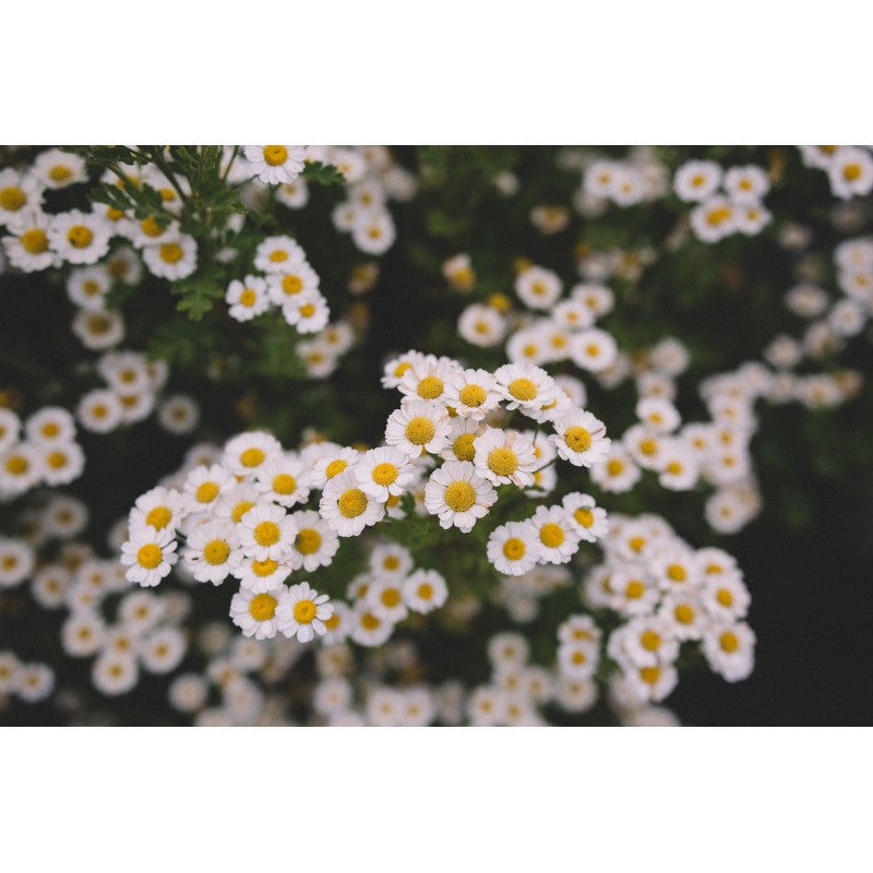 Herbal Tea - Feverfew